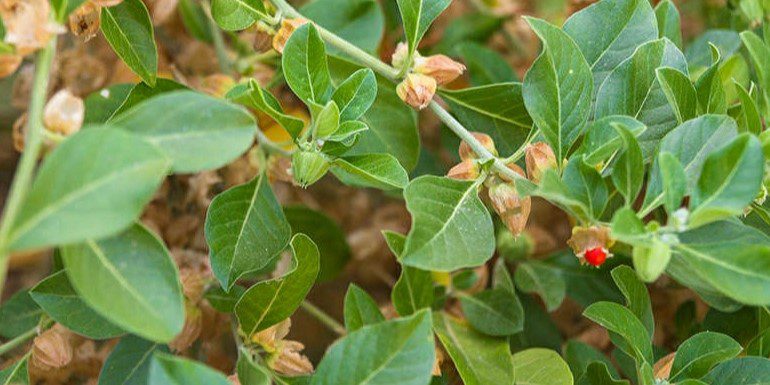 Ashwagandha